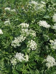 Image result for Physotrichia atropurpurea