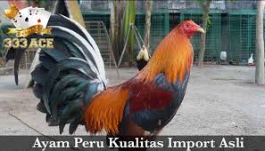 Ciri Ciri Ayam Peru Kualitas Import Asli Peru Asli Ayam