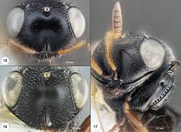 Image result for Platostoma strictum