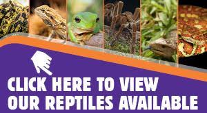 Unfollow terrarium tree frog to stop getting updates on your ebay feed. How To Look After A Frog Care Guide Kellyville Pets