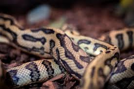 The #twins are still in their eggs. Jaguar Teppich Python Morelia Spilota Cheynei Im Dunkeln Stockfoto Bild Von Nave Herpetologie 168019042