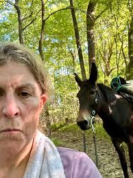 Sharing horse pictures and stories in a positive reinforcement horse  training community