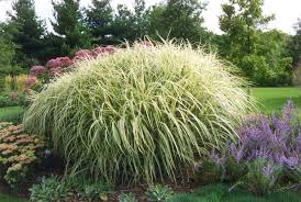 Thus, in this article, we will explore various grass types which you can consider later on for your own turf. Lawn And Garden You Can T Beat Ornamental Grass For Show Low Maintenance Mlive Com