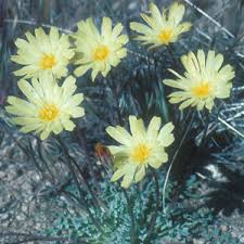 Image result for Anisosepalum