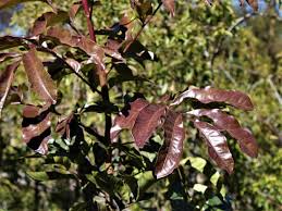 Image result for Bersama lucens