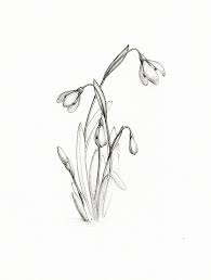 See more ideas about flower art, art, first flowers of spring. Snowdrop Botanical Tattoo Illustration Google Search In 2021 Botanical Illustration Black And White Ink Illustrations Flower Drawing