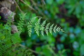 Image result for Cystopteris