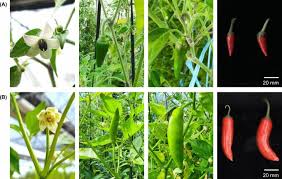 Image result for Capsicum baccatum