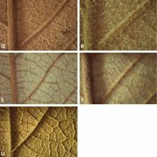 Image result for Monotes dasyanthus