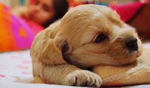 To find out more go to www.adaptil.co.uk. Bringing Home A New Puppy Free Advice On Puppy Care