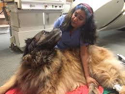 Maybe you would like to learn more about one of these? Portland Veterinary Oncology Center Home Facebook