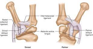 The most common cause is wear. Anatomy Of The Trapeziometacarpal Joint Springerlink