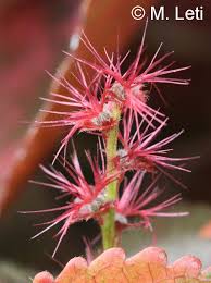 Image result for Acalypha brachystachya