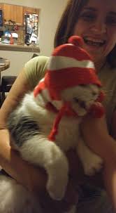 I left my Christmas tree out as the cats like to hide in it I captured this  picture of my Panya