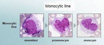 Pin De Andres Sanchez Em Hematology