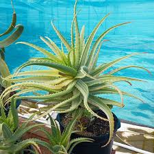 Image result for Aloe arborescens × inyangensis