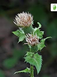 Red thistle flower, aster flower, illustration isolated on white this is an auto traced image, perfected and corrected to have no holes and bad edges. Vyms Rj5uzentm