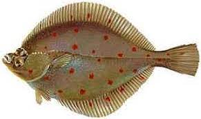 plie dite carrelet fish pet fish pets