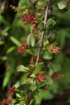 Image result for Helixanthera woodii