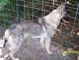 Black And Silver German Shepherd Puppies For Sale Near Me Silver Sable German Shepherd Puppies For Sale Zoe Fans Blog Sable German Shepherd Sable German Shepherd Puppies German Shepherd Puppies