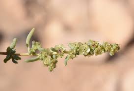 Image result for Suaeda articulata