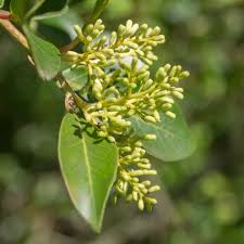 Image result for Apodytes dimidiata