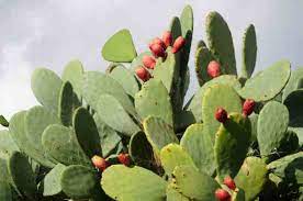 As i mentioned, most cactus fruits are edible but while some are very tasty, others are best left alone. Cook With Prickly Pear Cactus Pads Real Food Mother Earth News