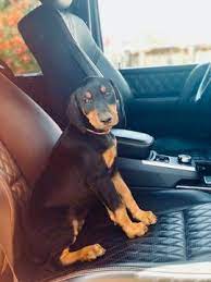 Litter Of 2 Doberman Pinscher Puppies For Sale In San Diego Ca Adn 71942 On Puppyfinder Com Gender Female Age 8 Doberman Pinscher Doberman Puppy Doberman