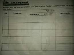 Oleh itu, sesiapa sahaja terbuka untuk menjalankan peranan kepimpinan. Luar Biasa Gambar Tanaman Umbi Akar Bunga Hias