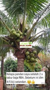 Bonsai kelapa hanya perlu disiram 1 kali sehari di petang hari. Testimoni 84 Pokok Kelapa Pandan Rintis Baja Ajaib Hq Facebook