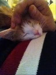 Kisir Disi Sarman Tokat Tekir Kedi Sahiplendirme