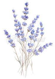 Watercolor Illustration Of Lavender Isolated On White Lavender Tattoo Flower Bouquet Tattoo Watercolor Flowers