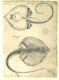 Stingray Fish Sketch Drawing Vintage Facsimile By Carambas On Etsy