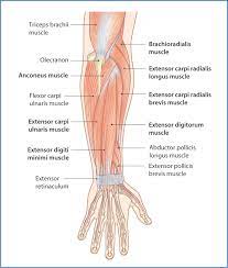 Muscles arm anatomy labeled diagram stock illustration 147941741. Posterior Forearm Basicmedical Key