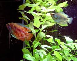Freshwater Fish That Eat Snails Fresh Water Fish Tank Tropical Fish Tropical Fish Tanks
