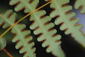 Image result for Histiopteris