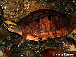 Golden Coin Turtle Aquatic Turtles Turtle Love Turtle