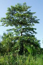 Image result for Terminalia macroptera