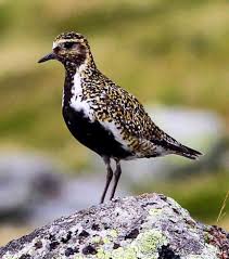 I love the amazing variety of these exotic specimens. Birds Of India Bird World European Eurasian Golden Plover