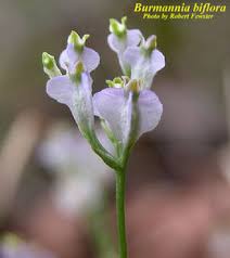 Image result for Burmannia