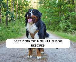 Thank you!it's been very hard to keep up with puppy inquiries! 14 Best Bernese Mountain Dog Rescues 2021 We Love Doodles