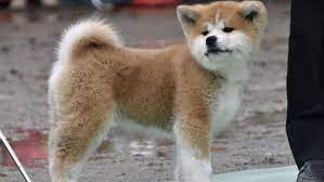 An Akita Dog A Japanese Breed Popularized In The U S Film Hachiko Starring Richard Gere To Be Honored For Distinguished Service After Akita Dog Akita Dogs