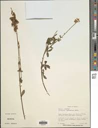 Image result for Crotonogynopsis australis
