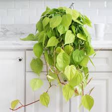 Buy Philodendron Lemon Lime Direct From The Greenhouse Planterina Com Planterina In 2020 Philodendron Plant Philodendron Hanging Plants Indoor
