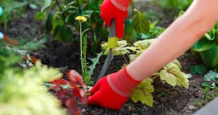 So, if you are tired of pulling weeds, there are plenty of options you can try before turning to 1. A Beginner S Guide To Killing Weeds Greenstreet Gardens