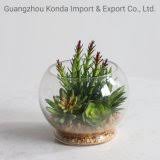 We did not find results for: China All Kinds Of Succulent And Cactus China Succulents Cactus