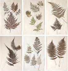 Did you scroll all this way to get facts about pressed ferns art? A Set Of Six 19th Century Pressed Ferns