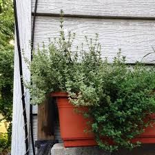 En climat froid, la rusticité des plantes en pot est meilleure quand le terreau est bien drainé. Thym Une Plante Aromatique Incontournable