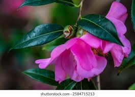 Image result for Theaceae