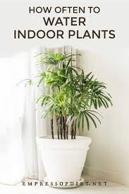 Very healthy plants will grow quickly, and therefore need more water. How Often Should I Water My Houseplants Indoor Shade Plants Plant Care Houseplant Houseplants